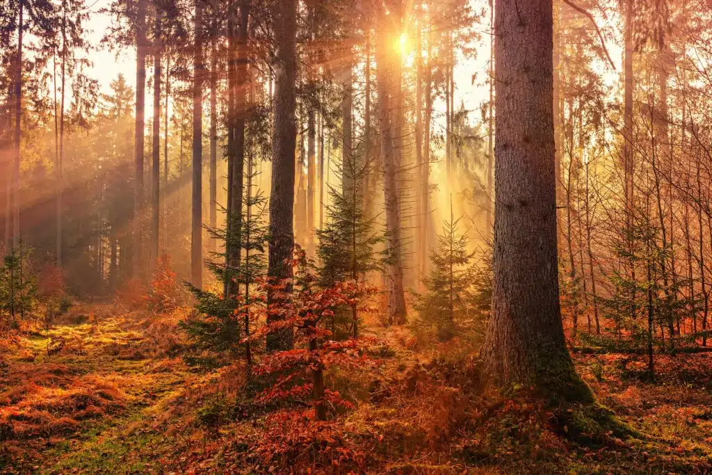 Image of colorful forest leaves to convey the need for fall heating maintenance